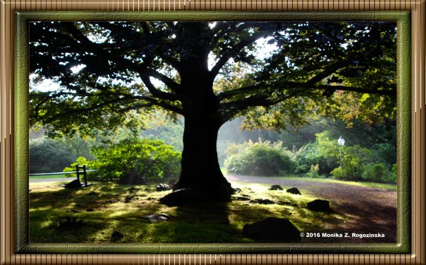 frame-1905689_tree-frame