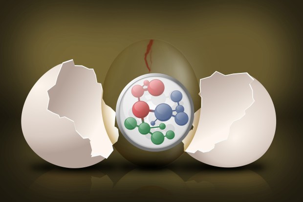 embryo-544192_1920-copy